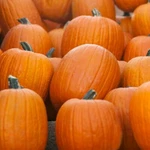 Jack O Lantern Pumpkin Seeds Carving 10-20 Lbs Free Shipping 1076. Fixed Price $167.39.