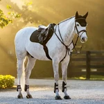 IT08948 Lemieux Brillance Classic Close Contact Square Saddle Pad Black Large. Fixed Price $129.95.