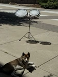 12" & 14" Remo W/stand Mounting Bar Vintage Drum Dirty #GR3. Fixed Price $434.35.